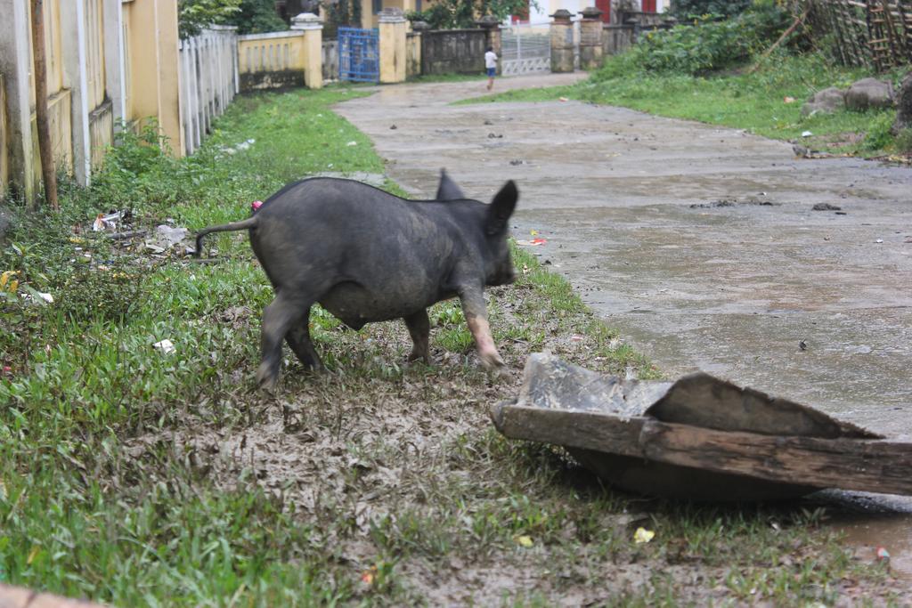 Behome Homestay Phong Nha Exteriör bild